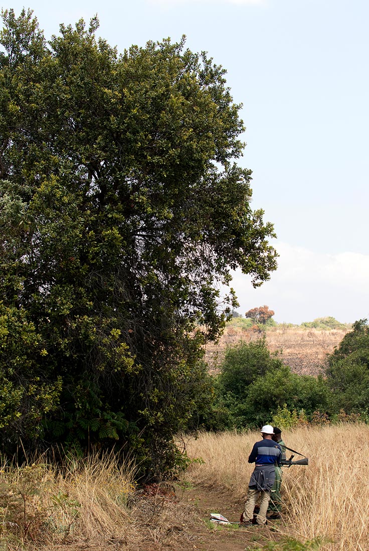 Myrica kilimandscharica