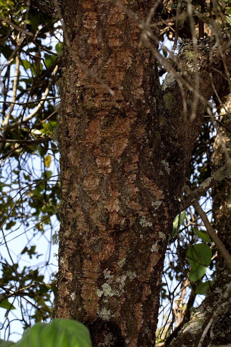 Myrica kilimandscharica