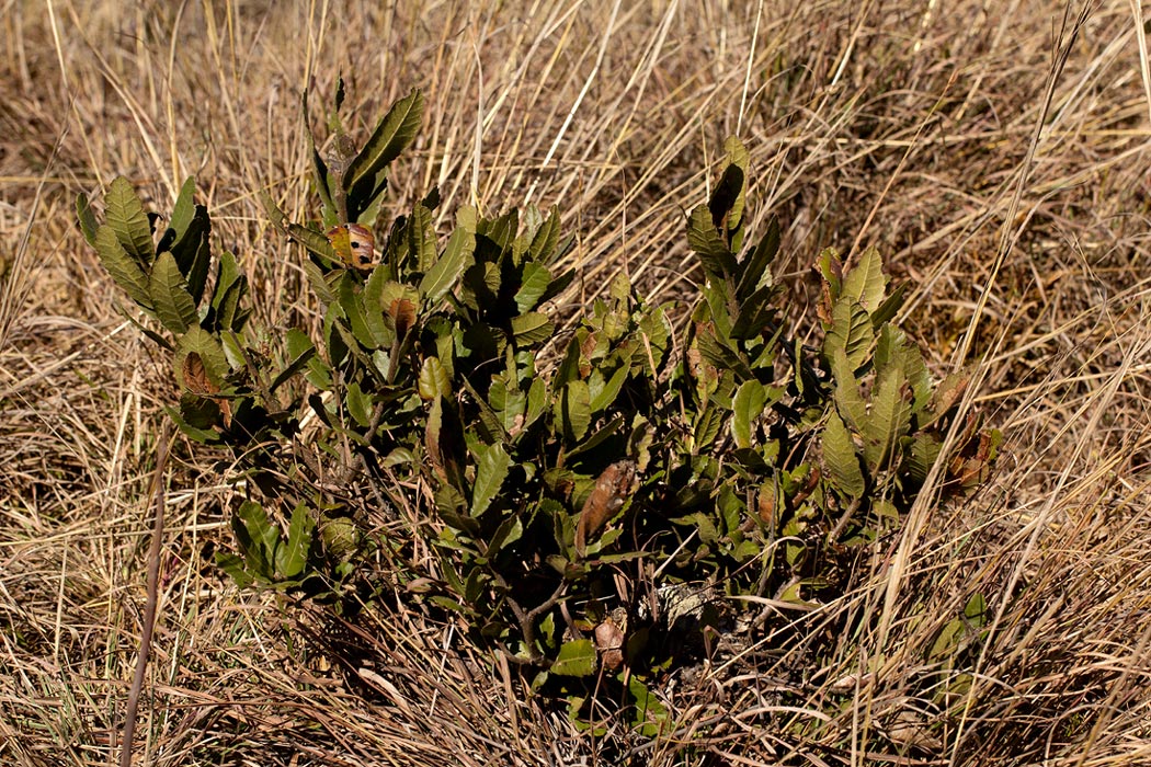 Myrica kilimandscharica