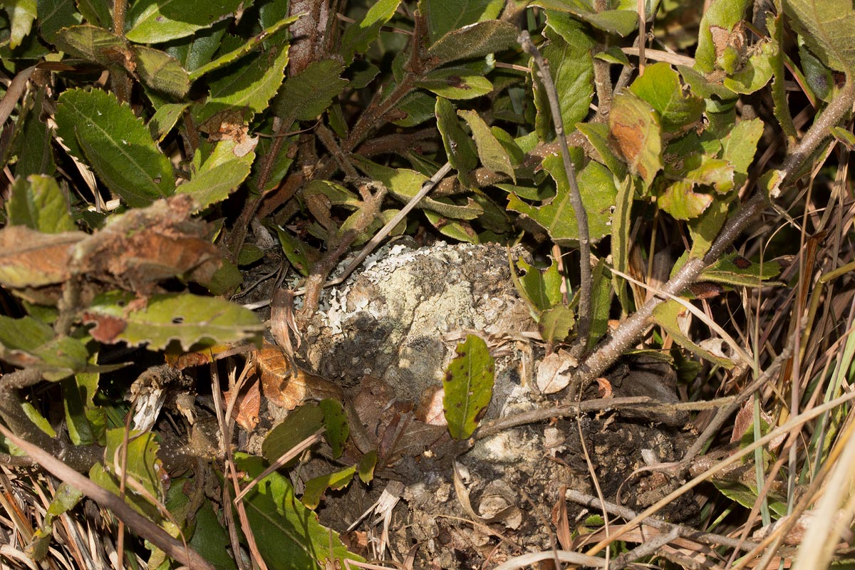 Myrica kilimandscharica