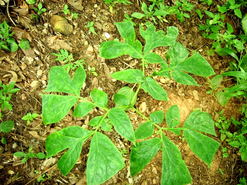 Anchomanes difformis Anchomanes difformis