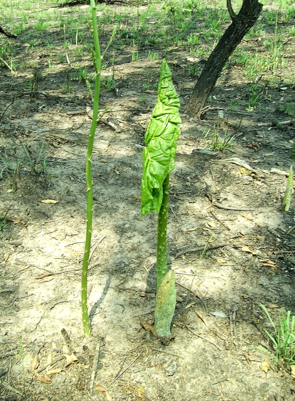 Anchomanes difformis