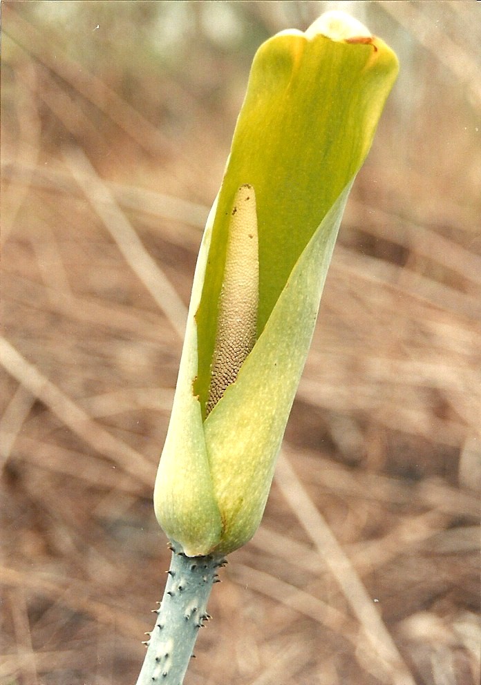 Anchomanes difformis Anchomanes difformis