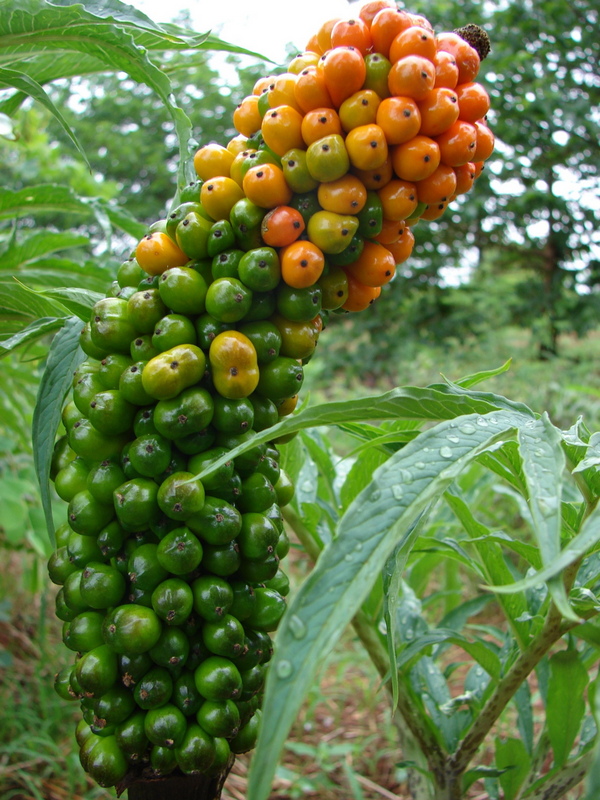Amorphophallus mossambicensis