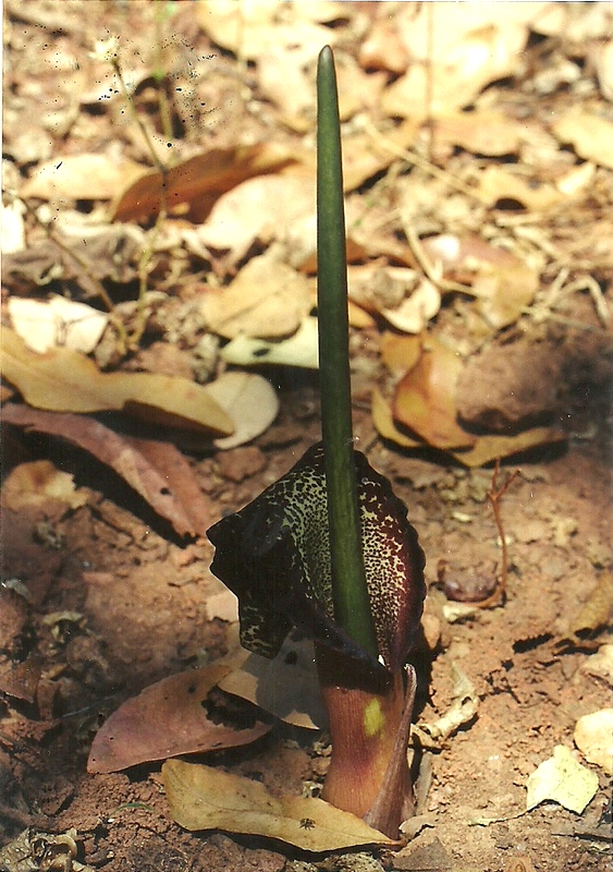Sauromatum venosum