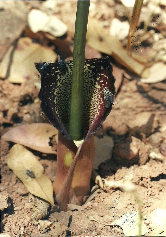 Sauromatum venosum