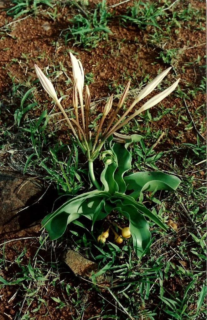 Crinum aurantiacum