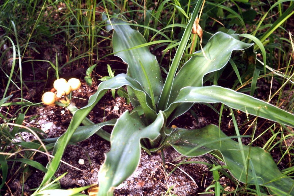 Crinum aurantiacum Crinum aurantiacum