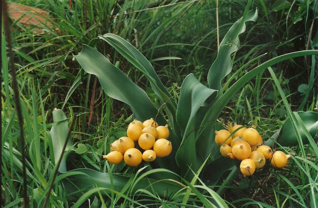 Crinum aurantiacum Crinum aurantiacum
