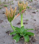 Crinum aurantiacum
