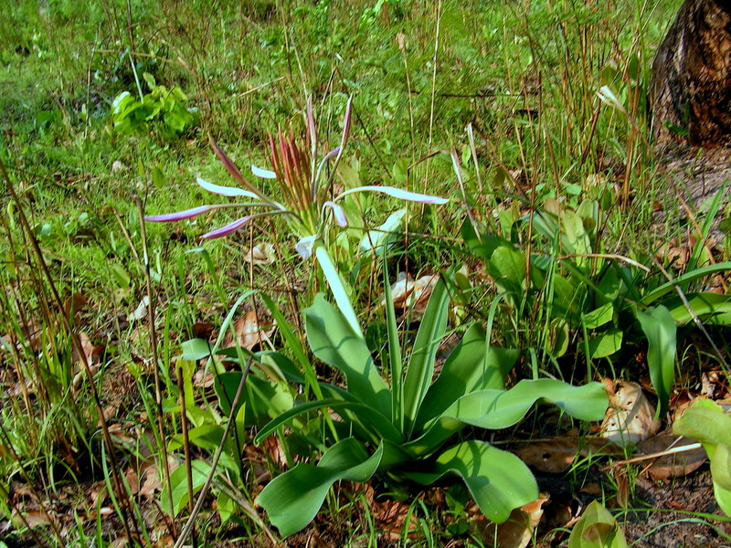 Crinum aurantiacum