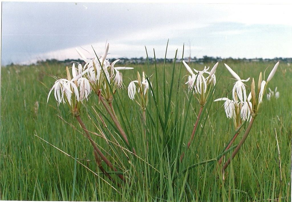 Crinum binghamii