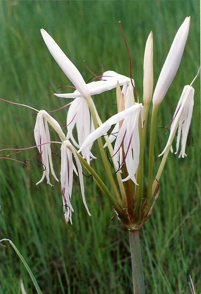 Crinum binghamii