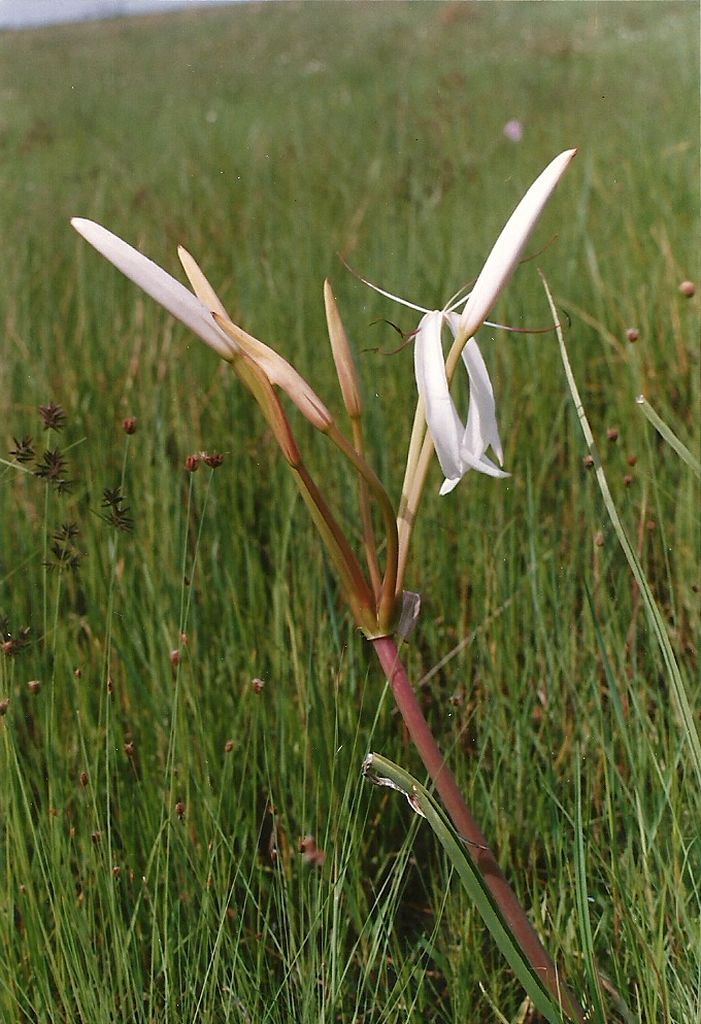 Crinum binghamii