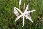 Crinum binghamii