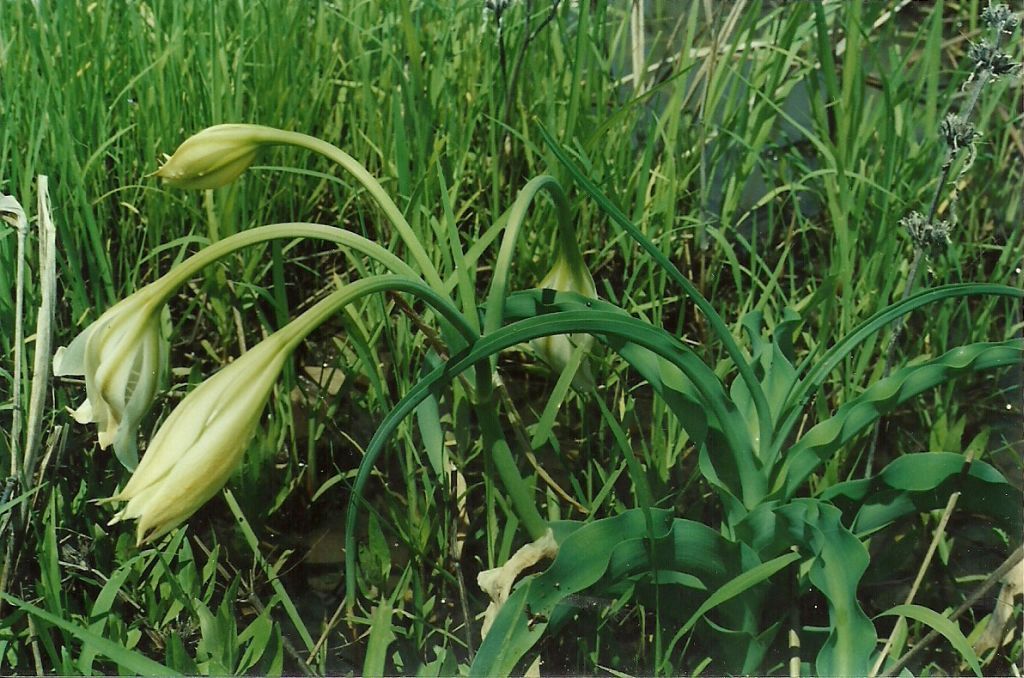 Crinum jasonii