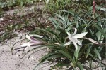 Crinum papillosum