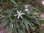 Crinum papillosum