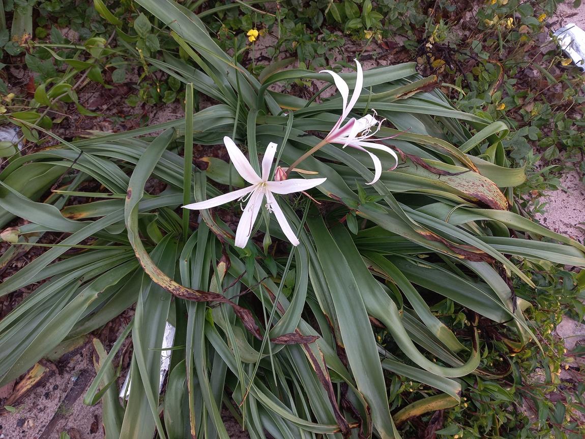 Crinum papillosum