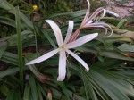 Crinum papillosum
