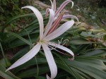 Crinum papillosum