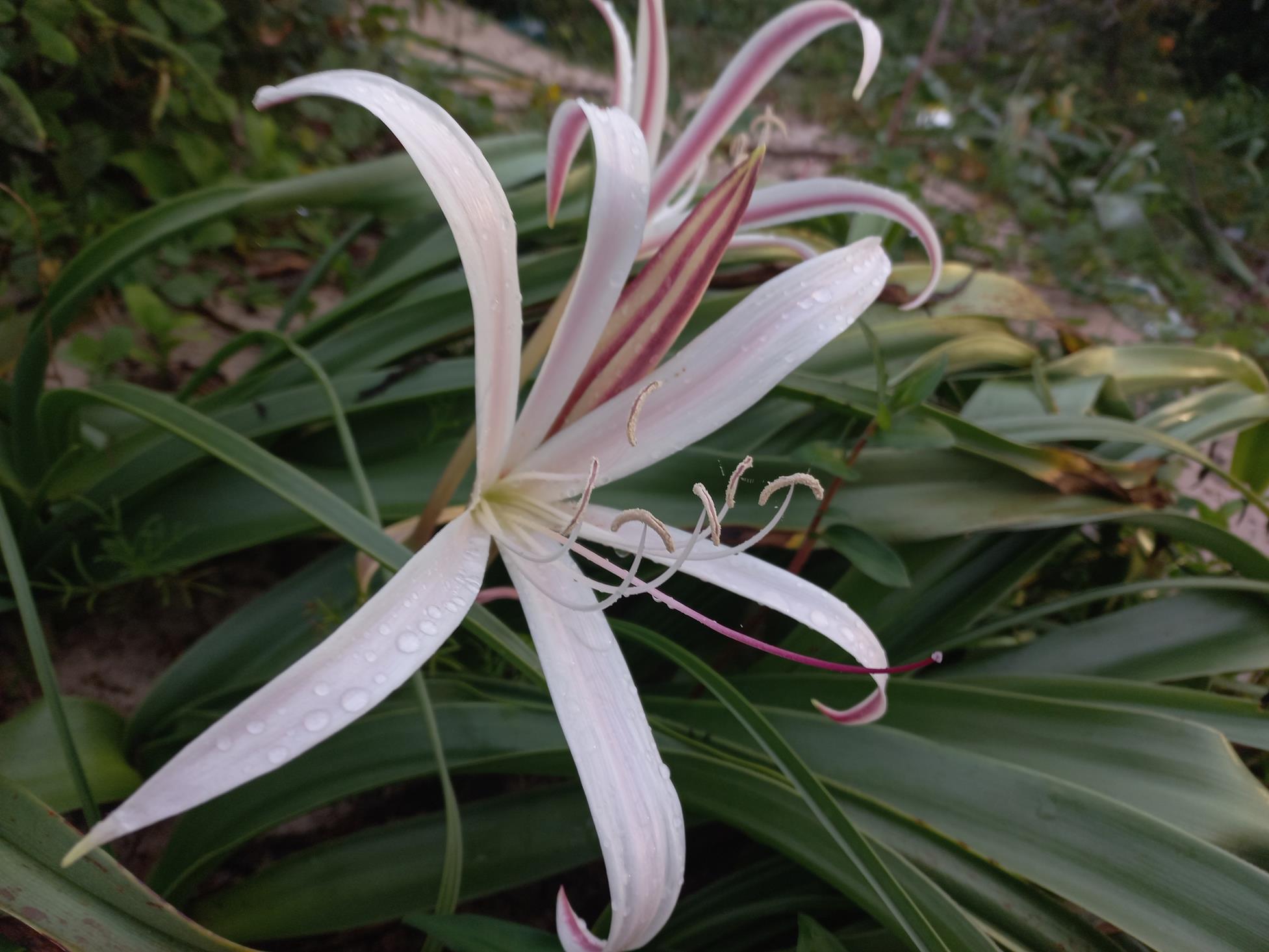 Crinum papillosum