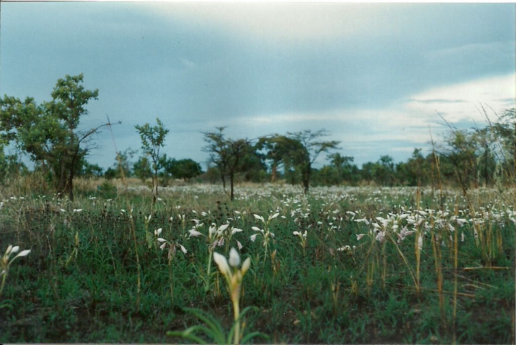 Crinum rautanenianum Crinum rautanenianum