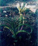 Crinum rautanenianum