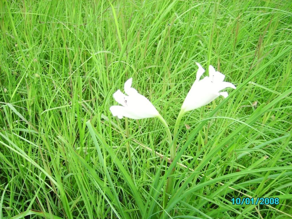Crinum rautanenianum