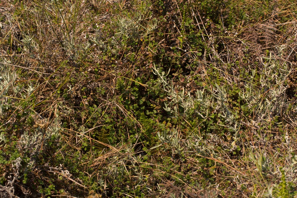Alchemilla ellenbeckii subsp. nyikensis