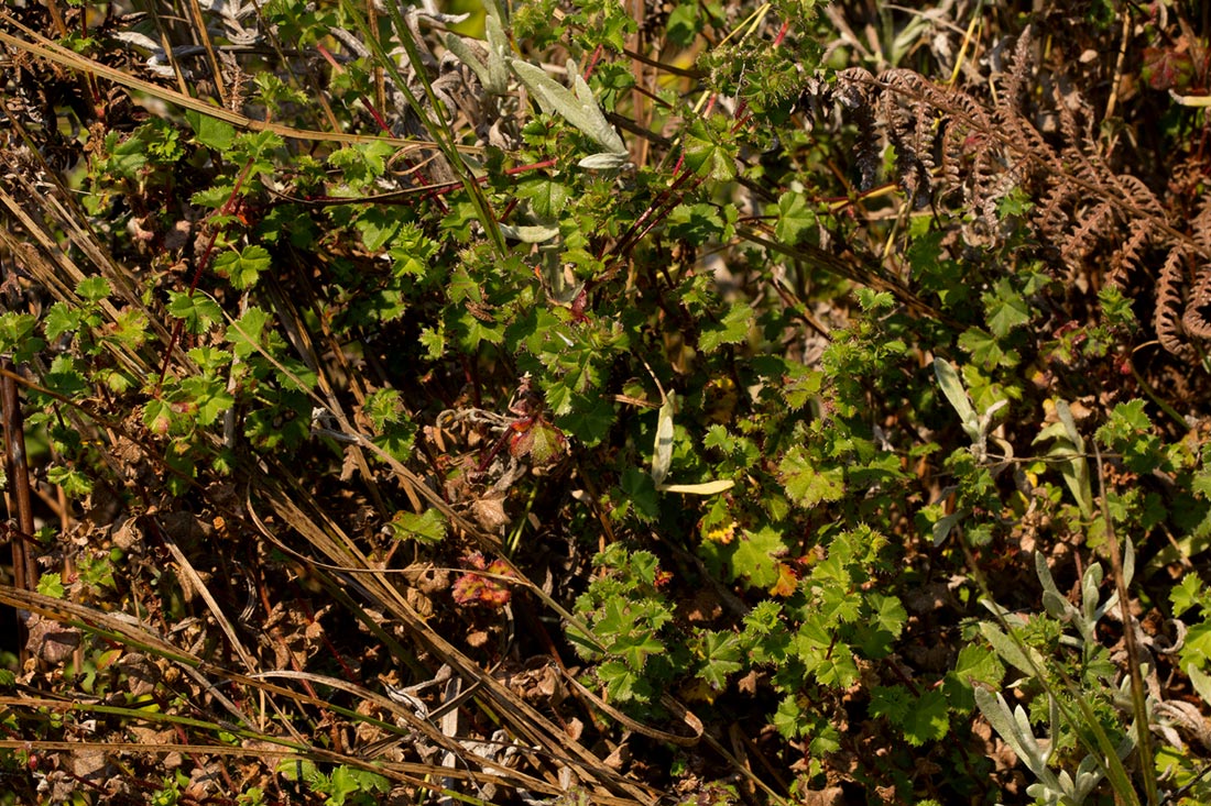 Alchemilla ellenbeckii subsp. nyikensis