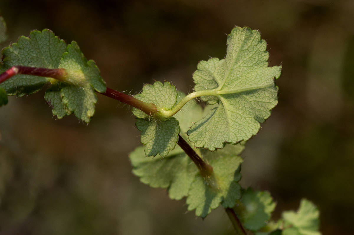 Alchemilla ellenbeckii subsp. nyikensis