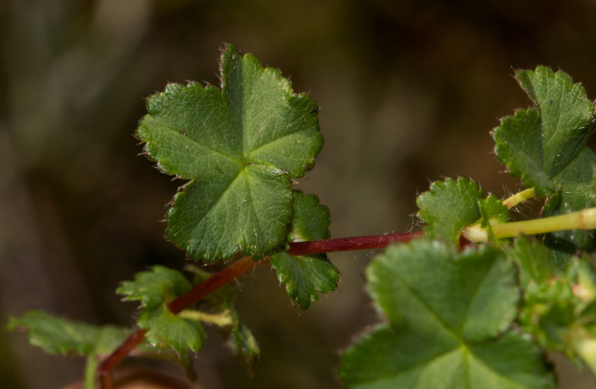 Alchemilla ellenbeckii subsp. nyikensis