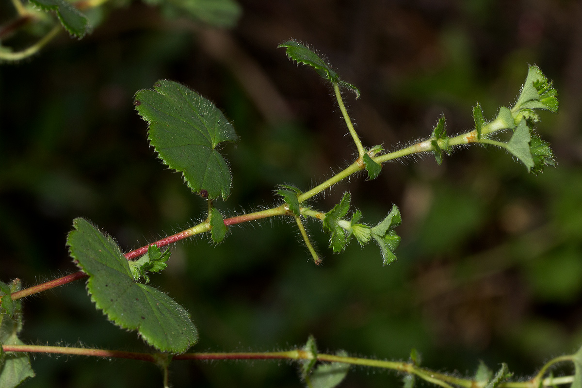 Alchemilla ellenbeckii subsp. nyikensis
