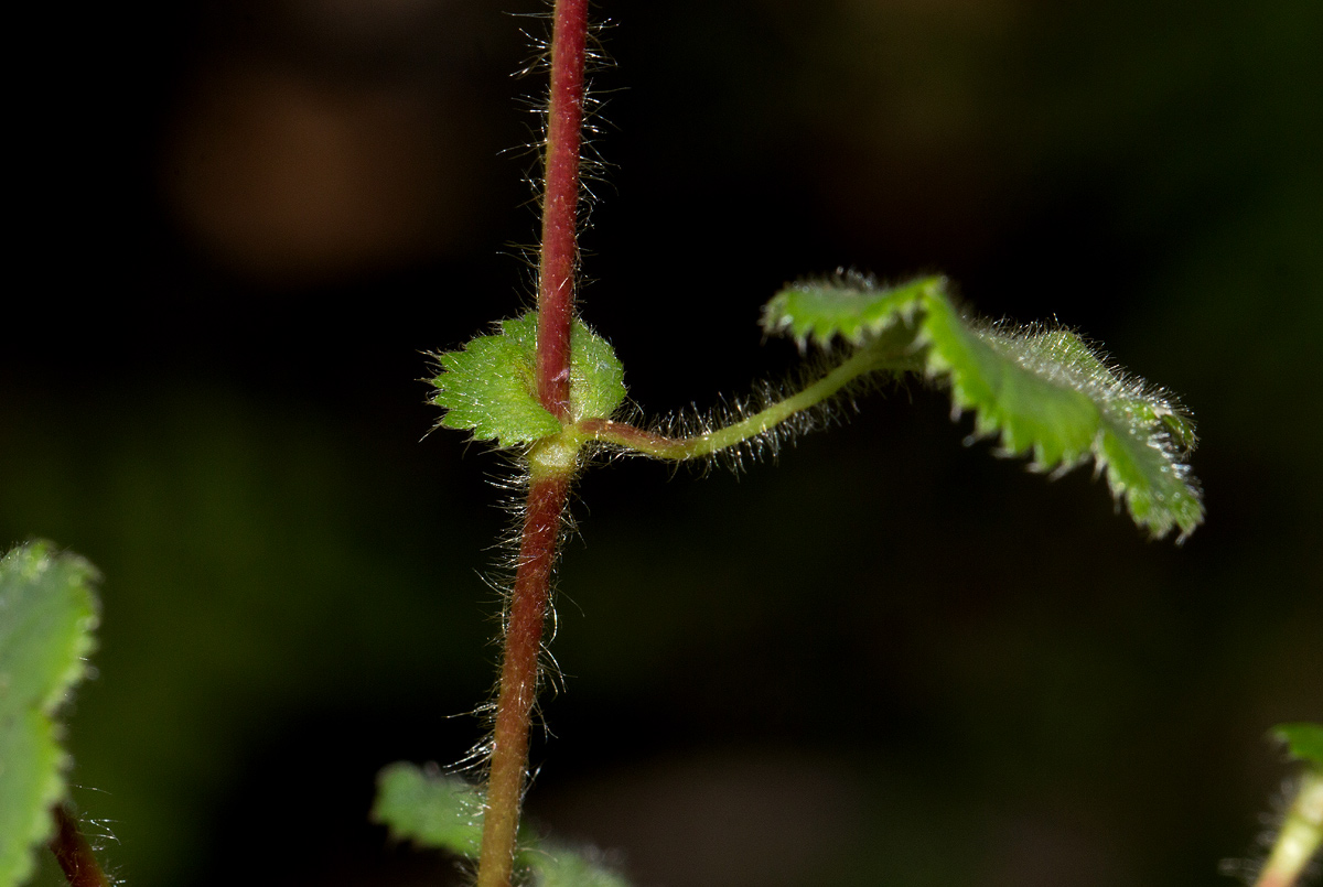 Alchemilla ellenbeckii subsp. nyikensis