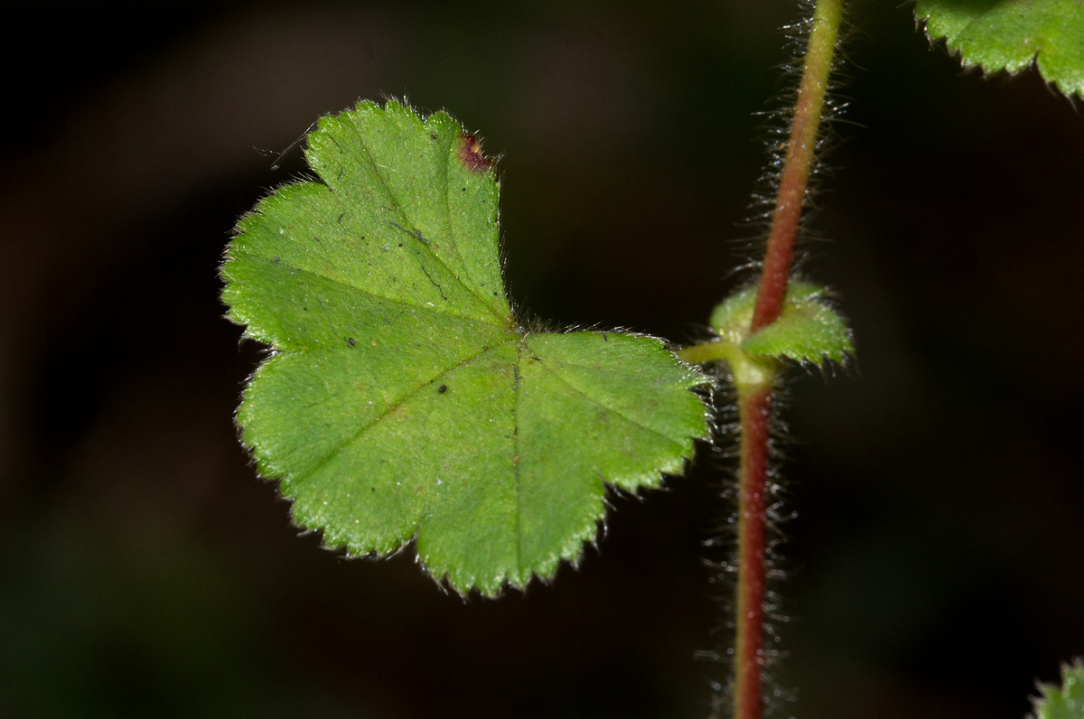 Alchemilla ellenbeckii subsp. nyikensis