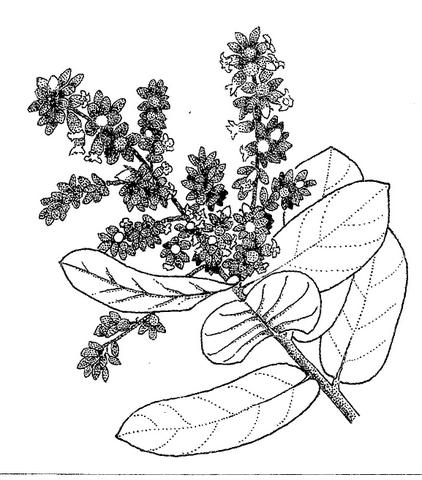 Magnistipula butayei subsp. bangweolensis