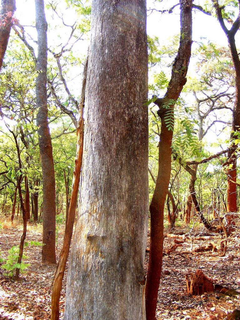Magnistipula butayei subsp. bangweolensis Magnistipula butayei subsp. bangweolensis