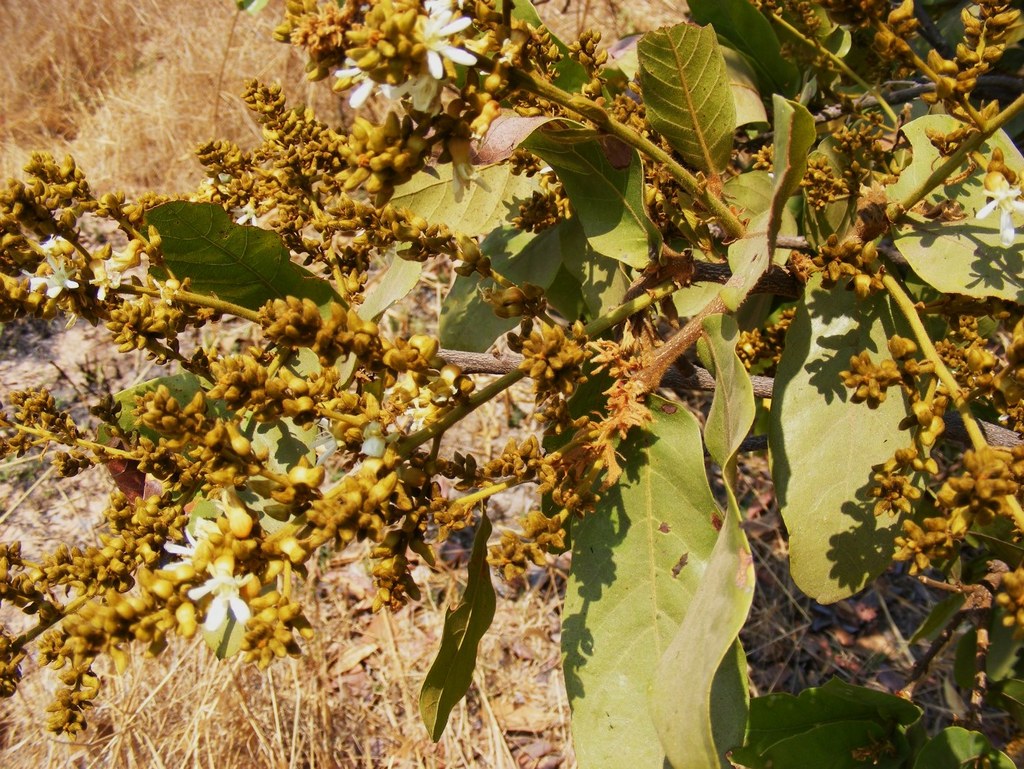 Magnistipula butayei subsp. bangweolensis