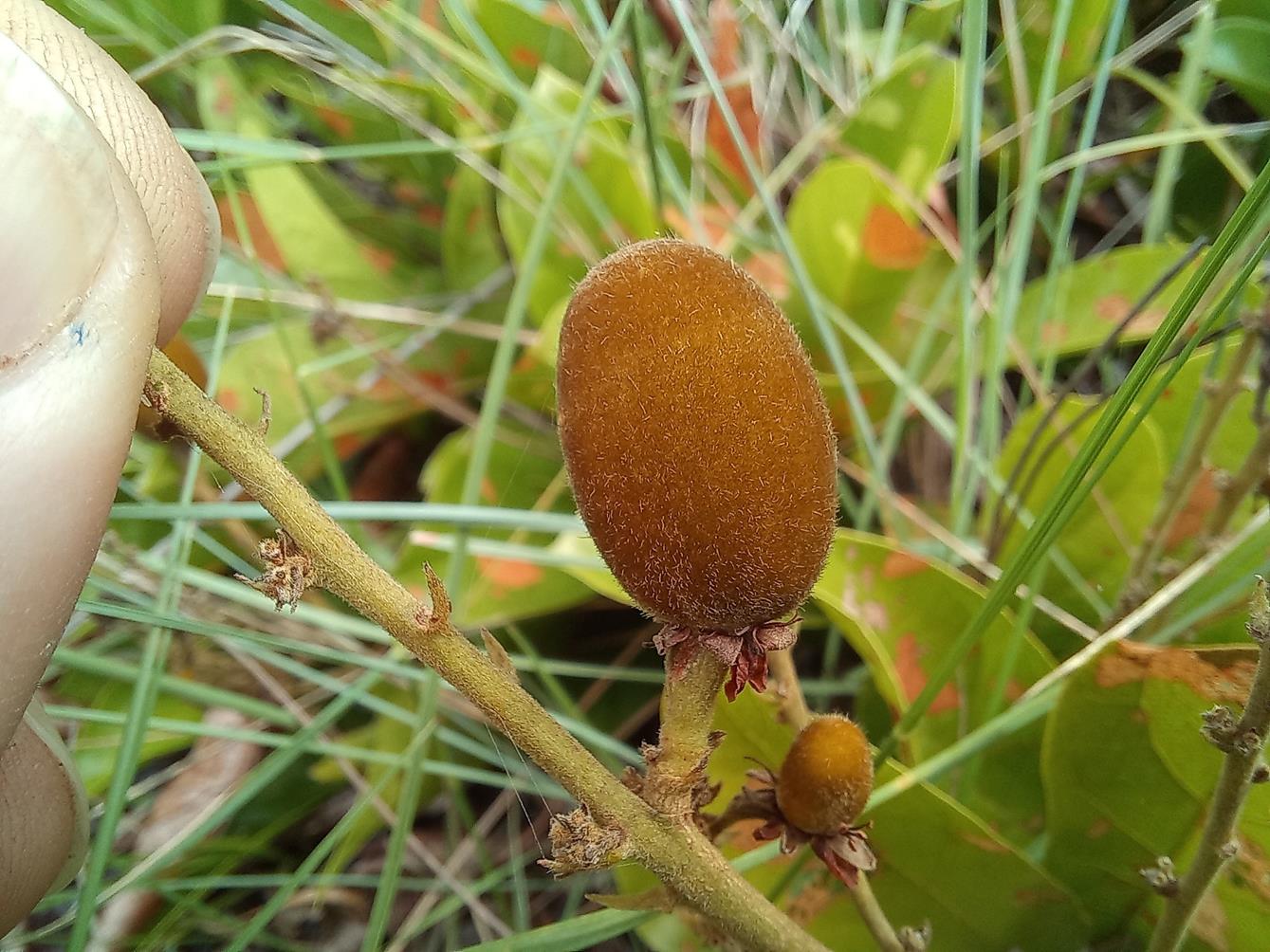 Magnistipula sapinii