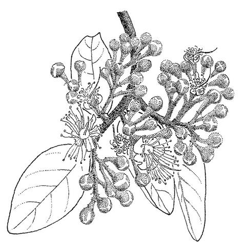 Maranthes floribunda Maranthes floribunda