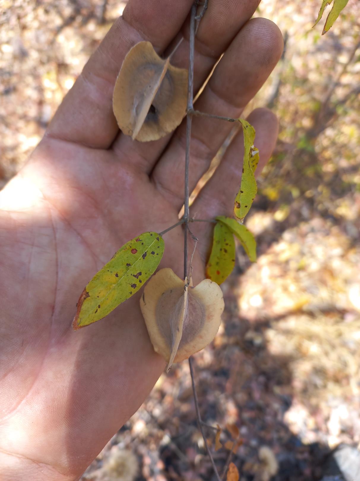 Combretum gillettianum
