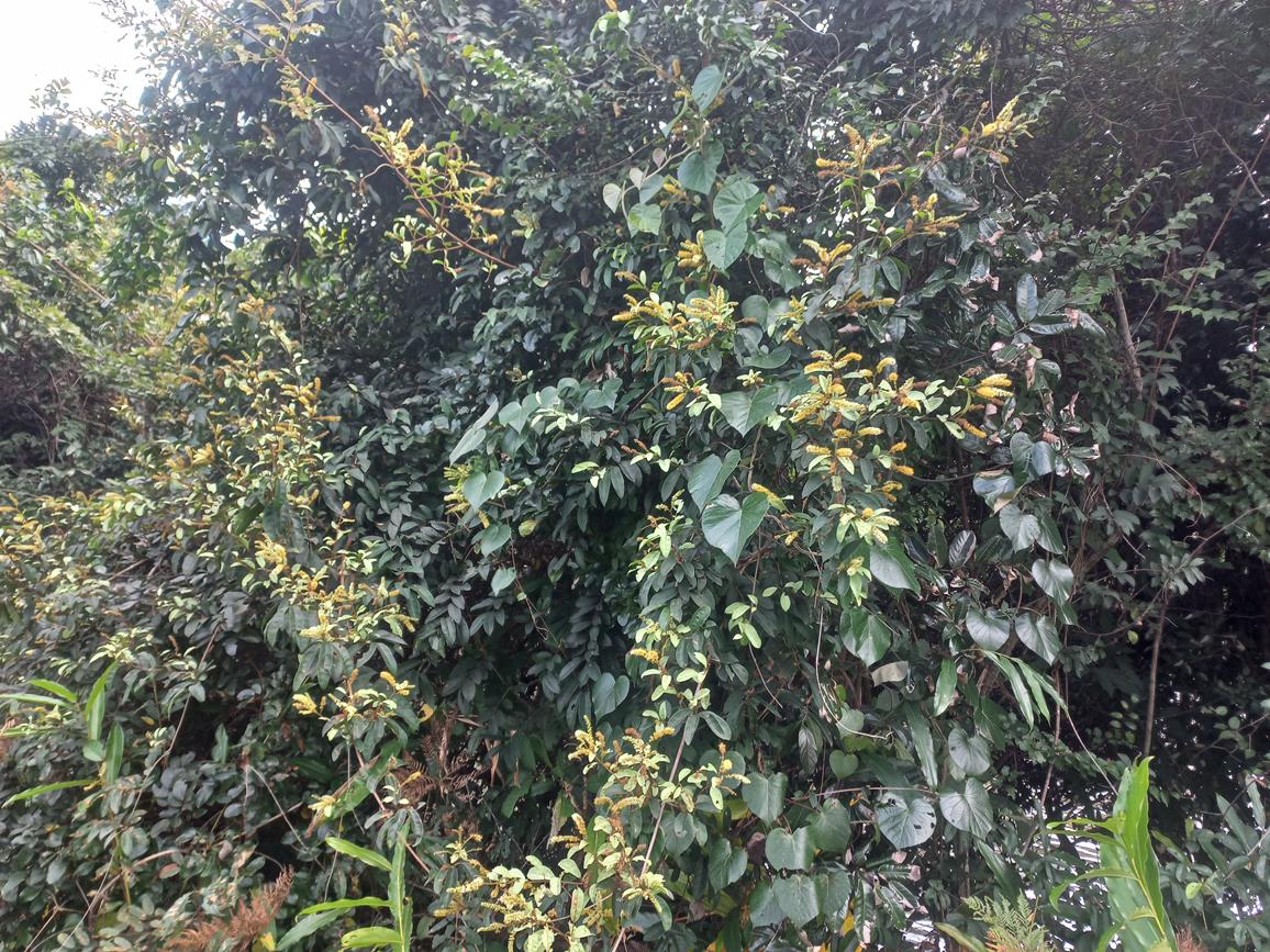 Combretum gossweileri