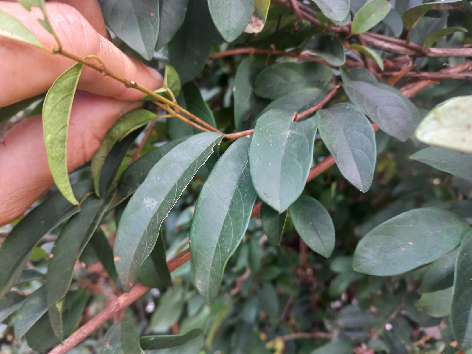 Combretum gossweileri