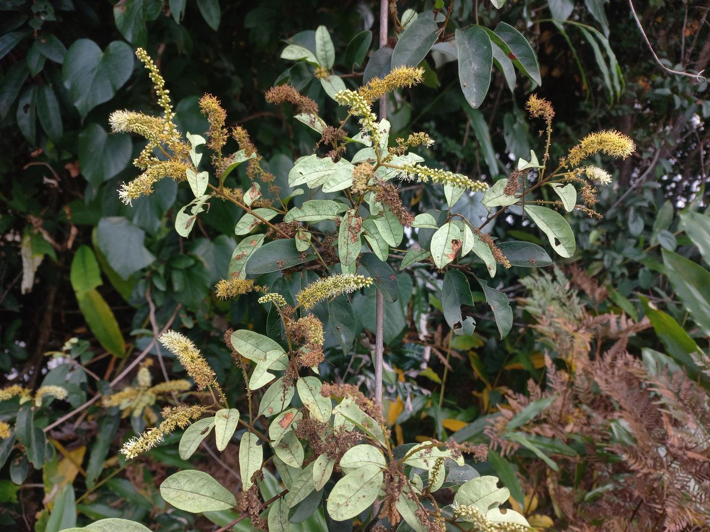 Combretum gossweileri