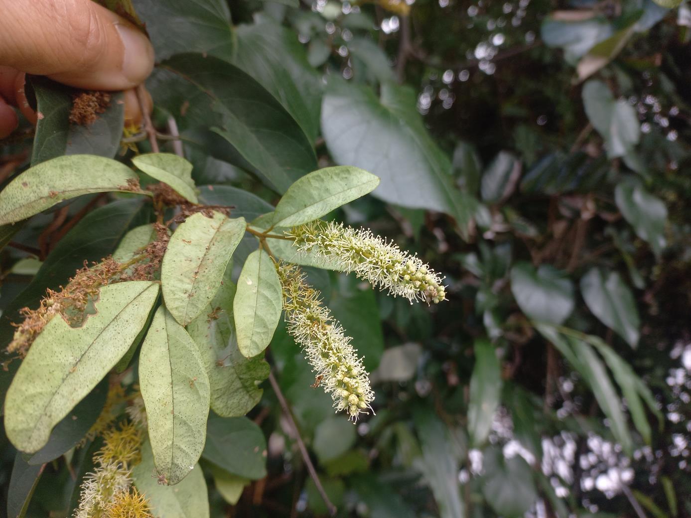 Combretum gossweileri