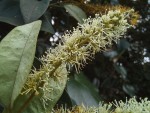 Combretum gossweileri