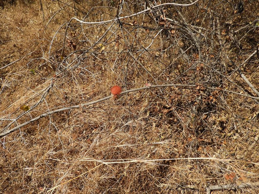 Combretum mweroense Combretum mweroense