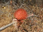 Combretum mweroense