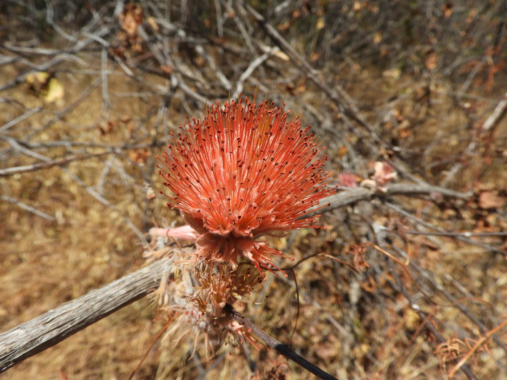 Combretum mweroense